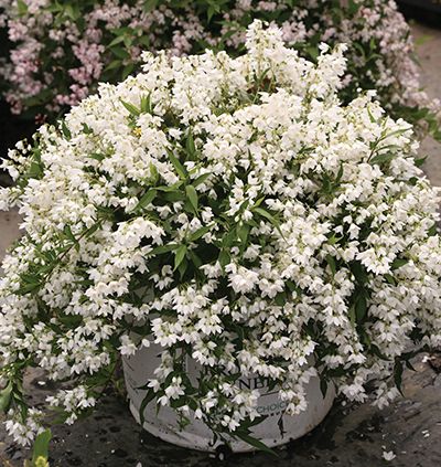 Easy care landscaping with low-growing groundcover shrubs | Proven Winners White Flowering Shrubs, White Plants, Garden Shrubs, Moon Garden, Flower Landscape, Landscaping Tips, Flowering Shrubs, Nikko, White Gardens