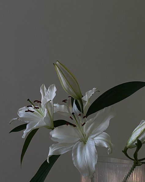 Lilium Flower, Flower References, White Lily Flower, Lily Plants, Flower Icons, Aesthetic Flowers, Personal Aesthetic, Nothing But Flowers, White Lilies