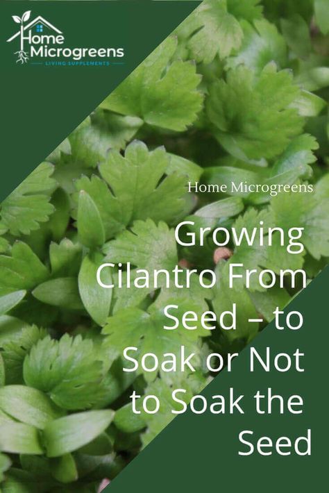 Almost every reference says to soak cilantro seed before you plant or sow it. But is it really necessary? We ran a test and the results might surprise you. Cilantro From Seed, Soaking Seeds Before Planting, Growing Coriander, How To Harvest Cilantro, Microgreens Garden, Growing Parsley, Cilantro Plant, Cilantro Seeds, Easy Herbs To Grow