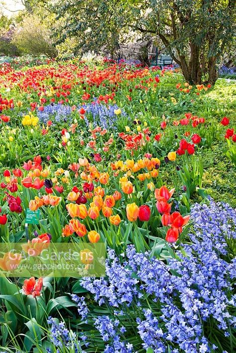 Meadow of tulips and bluebells. Weinheim, Hermannshof, Germany Tulip Meadow, Blue Bell Flowers, Plant Photography, Fresh Cut Flowers, Beautiful Vase, Abandoned Places, Cut Flowers, Garden Plants, Art Inspo