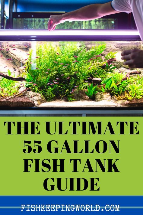 We have compiled the guide to the gallon fish tank. 55-gallon fish tanks are a great choice for someone who wants to get creative, as there is plenty of space to fit in some larger fish. Its large size makes it easier to keep the water clean, so beginners will find it easier than they would with smaller tanks. We will walk you through everything you need to know about starting a new 55-gallon tank, from how to set it up to stocking suggestions, and much more. #fishtank #aquarium #gallontank 55gallon Aquarium Ideas, 55 Gallon Tank Ideas, Freshwater 55 Gallon Fish Tank Ideas, 75 Gallon Fish Tank Ideas, 37 Gallon Fish Tank Ideas, 55 Gallon Fish Tank Decor Ideas, 55 Gallon Aquascape, Fresh Water Aquarium Design Fish Tanks, 60 Gallon Fish Tank Ideas