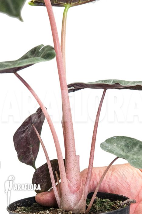 Dragon Alocasia, Alocasia Varieties, Alocasia Pink Dragon, Alocasia Plant, Dream Plants, Plant Wishlist, Jungle Gardens, Garden Indoor, Pink Dragon