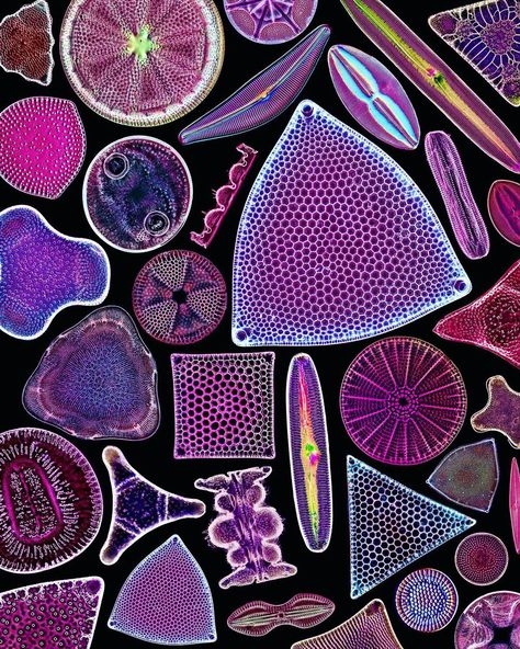 Jan Rosenboom | Digital diatoms #4 As you liked them so much last time here is another digital combination of some diatoms I made a few days ago. :) For… | Instagram Cell Artwork, Biology Art Draw, Cells Drawing, Microscope Photography, Microorganisms Art, Human Cells, Microscope Aesthetic, Microbiology Art, Microbiology Aesthetic