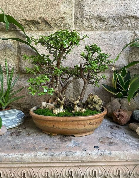 Jade Plant Indoor, House Plants Aesthetic, Miniature Garden Ideas, Plant Pot Ideas, Jade Bonsai, Plants Aesthetic, Jade Plant, Plant Pot Decoration, Garden Decor Projects