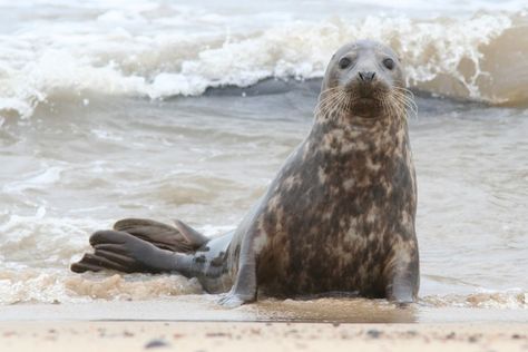 Weddell Seal, Animal Character Design, Aquatic Mammals, Seal Animal, Grey Seal, Sea Mammal, Cute Seals, Baby Seal, Funny Tiktok