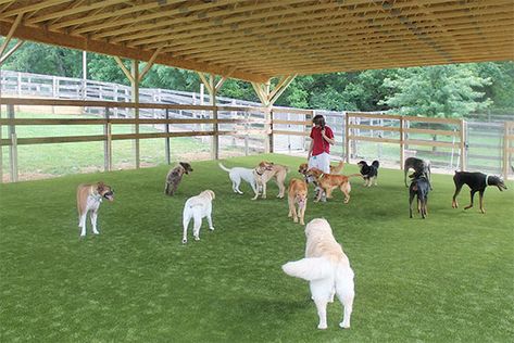 Dog Daycare Design, Dog Boarding Ideas, Dog Daycare Business, Indoor Dog Park, Dog Boarding Facility, Dog Boarding Kennels, Indoor Dog Kennel, Dog Kennel Designs, Dogs Playing