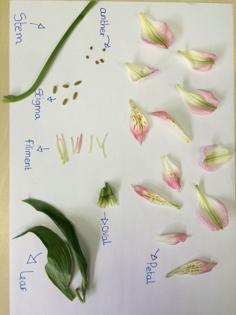 Year 5 Science - plant reproduction. Dissecting a flower to label the male and female parts. Example of children's work! Plant Reproduction Activities, Female Parts, Flower Science, Plant Reproduction, Plant Experiments, Teaching Plants, Teach Ag, Flower Label, Ag Teacher