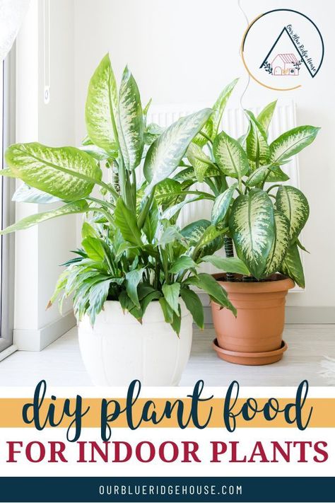 Nourish your plants with a DIY plant food for indoor plants. Epsom salt, banana peels, green tea, baking soda, green tea, and eggshells are just a few ways. Check out these mixture recipes for homemade fertilizers. #plants #plantfood #holistic Benefits Of Indoor Plants, Low Light Indoor Plants, Air Purifying House Plants, Indoor Plant Care, Best Indoor Plants, Air Purifying Plants, Silk Plants, Plant Aesthetic, Epsom Salt