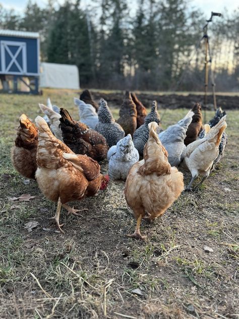 Pretty Chicken Breeds, Feed Chickens, Food For Chickens, Green Potatoes, Chicken Health, Chicken Eating, Backyard Flocks, Farm Lifestyle, Egg Laying