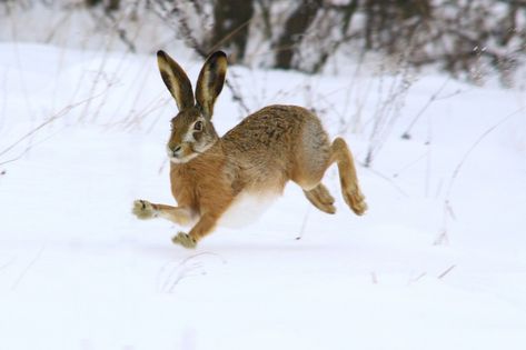 Hare Reference, Snowshoe Rabbit, Hare Drawing, Hare Pictures, Arte Doodle, Rabbit Run, Bunny Painting, Spring Animals, Animal Reference