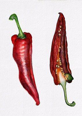 Pepper Watercolor, Pimento Peppers, Wildlife Artwork, Watercolor Fruit, Botanical Watercolor, Red Chili, Floral Artwork, Chili Peppers, Art Prints For Sale