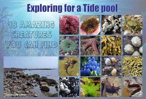 Exploring a tide pool – 18 Amazing Creatures You can find - Rs' Science Tide Pool Creatures, Tide Pool Animals, Tide Pool Craft, Tide Pool Crafts Vbs, Tide Pool Decorations, Intertidal Zone, Scuba Vbs, Ocean Exploration, Sea Squirt