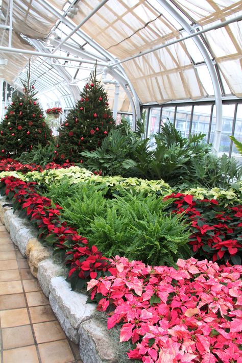 Check out this year's holiday poinsettia display at Franklin Park Conservatory in Columbus! Poinsettia Display, Ohio Christmas, Garden Center Displays, Franklin Park Conservatory, Poinsettia Plant, Greenhouse Ideas, Plant Display, Christmas Break, All About Plants