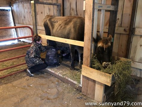 DIY Milking Stanchion Milk Stanchion, Milking Stanchion, Stalls Ideas, Cow Shed Design, Dexter Cattle, Livestock Barn, Miniature Cows, Goat Milking, Chicken Barn