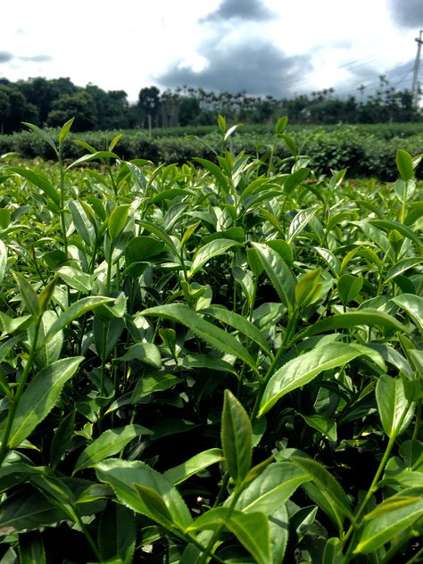 Above is a closeup shot of the tea garden that this batch of tea was harvested from in Yonglong Village, Taiwan. It is an heirloom crop of Qing Xin Oolong in th Tea Farm Photography, Tea Garden Plants, Travel Bangladesh, Tea Fairy, Tea Growing, Green Tea Plant, Tea Plants, Honey Art, Crop Field