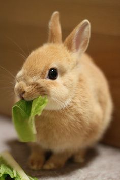 bunny eating lettuce Rabbit Eating, Small Rabbit, Bunny Pictures, Funny Bunnies, Baby Bunnies, Sweet Animals, Animal Planet, 귀여운 동물