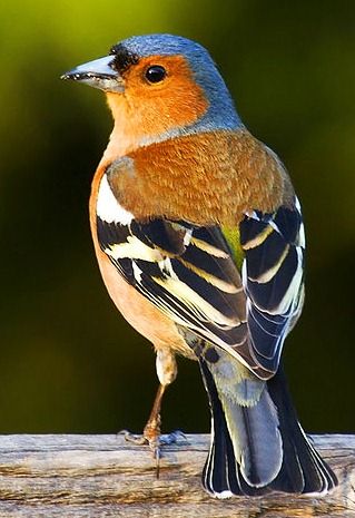 European Wildlife, Colly Birds, Chaffinch, Most Beautiful Birds, Most Beautiful Animals, Rare Birds, Rare Animals, Nature Birds, All Birds