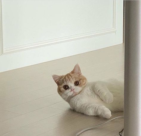 Munchkin Cat, On The Floor, The Floor, Orange, White