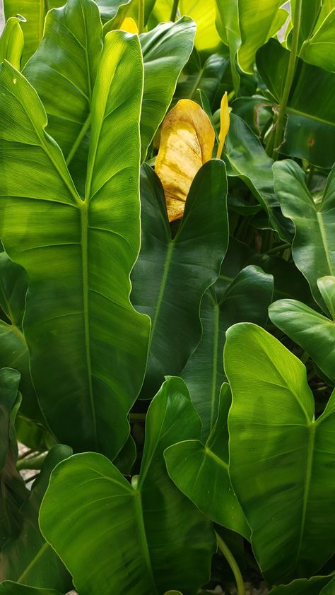 Chartreuse Aesthetic, Flower Bokeh, Aesthetic Lockscreen, Aesthetic Lockscreens, Lock Screens, Branding Mood Board, Personal Brand, Green Leaf, Pink Flower