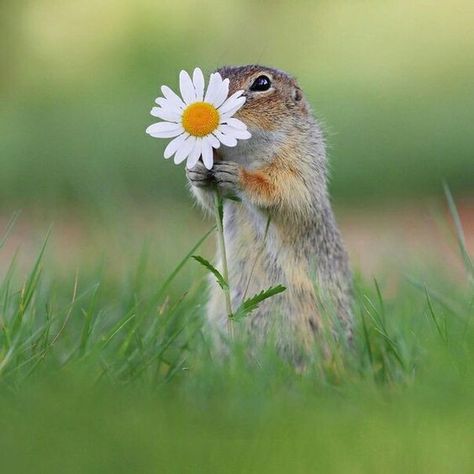 Animal Photography Wildlife, Smelling Flowers, Giving Flowers, Cute Pics, Living Things, Sunset Wallpaper, Cute Animal Pictures, Love Cute, Shiba Inu