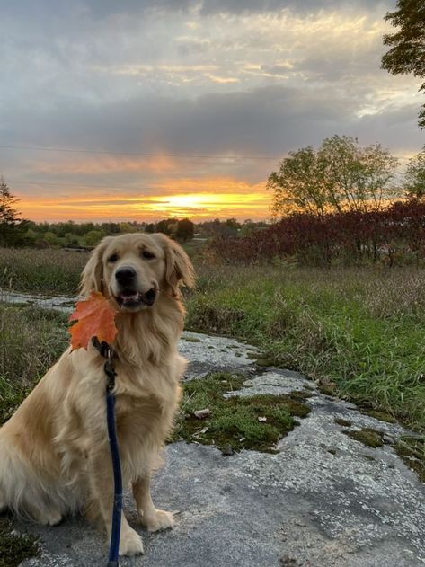 do not repost! True Connection, Miss My Dog, A Golden Retriever, Animals Dog, Faith In Humanity Restored, Humanity Restored, Human Heart, Dog Beach, Cat Person