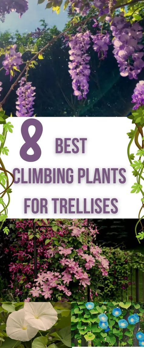 Top 8 Best Climbing Plants for Trellises Honeysuckle Vine Trellis, Climbing Flowers Trellis, Best Climbing Plants, Pepper Companion Plants, Wall Climbing Plants, Climbing Plants Trellis, Simple Trellis, Space Plants, Clematis Varieties