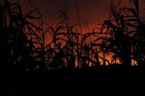 cornfield Cornfield At Night, Creepy Cornfield, Cornfield Aesthetic, Clown In A Cornfield, Small Town Horror, Haunted Corn Maze, Country Night, Midwestern Gothic, Corn Fields