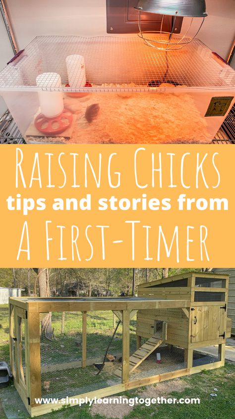 Getting Chickens For The First Time, Chicken Story, Raising Chicks, Chicken Pictures, Raising Backyard Chickens, Spoiled Rotten, Cute Chickens, Backyard Chickens, Chicken Humor