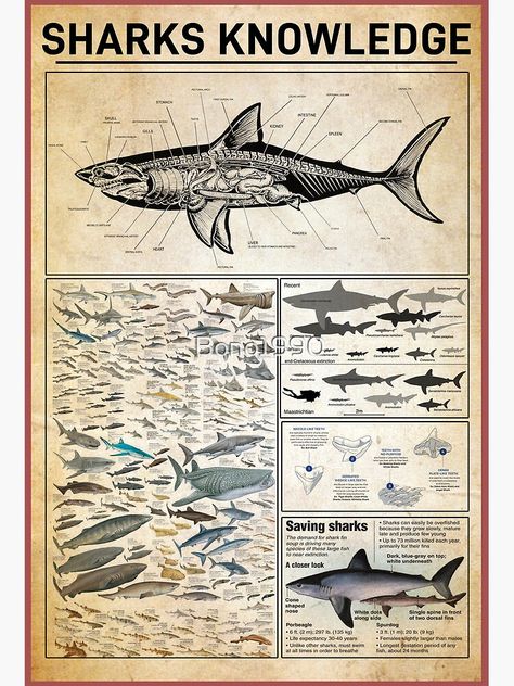 "Shark Knowledge Infographic for Marine Lovers" Art Board Print for Sale by Bono1990 Shark Sign, Funny Charts, Retro Metal Signs, Vintage Metal Signs, Art Board, Sharks, Tin Signs, Art Boards, Wall Signs