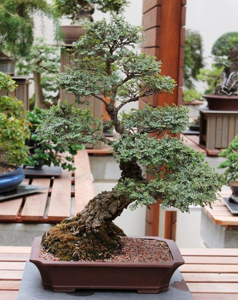 Seiju Elm Chinese Elm Bonsai, Elm Bonsai, Bougainvillea Bonsai, Literati Bonsai Style, Jade Bonsai, Bonsai Tree Types, Coastal Redwood Bonsai, Bonsai Tree Care, Bonsai Kimeng Mame