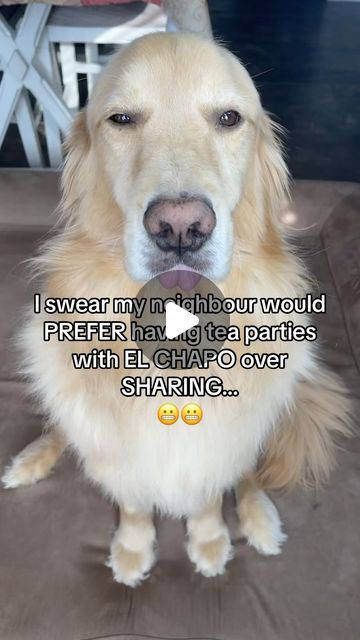 25K views · 4K likes | Buddy Smartz on Instagram: "What EMBARRASSING thing has your dog done?! #funnydogvideos #dogproblems #dogvoiceover #sorrydad #dosgofinstagram #funnydog #dogvoiceover #goviral #funny #explorepage   Sound Credit: @jimmyandclarence" Happy Dogs Funny, Really Funny Dog Videos, Dog Videos Funny, Dog Video, Dog Stories, Rustic Bathrooms, Dog Videos, Learning Ideas, Animal Photos