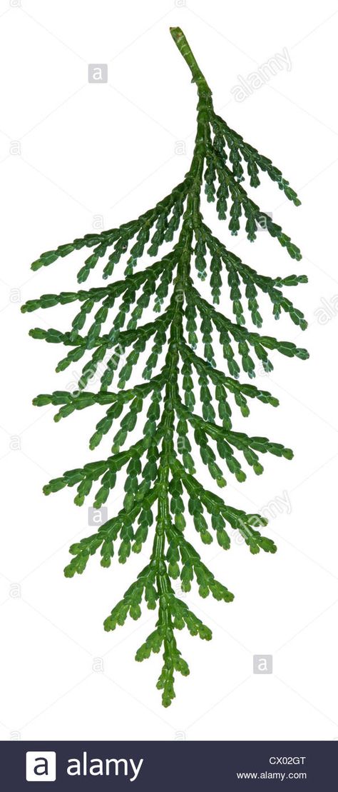 Hinoki Cypress Chamaecyparis obtusa (Cupressaceae) Stock Photo Cypress Drawing, Cypress Leaves, Cypress Plant, Cyprus Trees, Chamaecyparis Obtusa, Hinoki Cypress, Logo Sketches, Cypress Trees, Visual Poetry