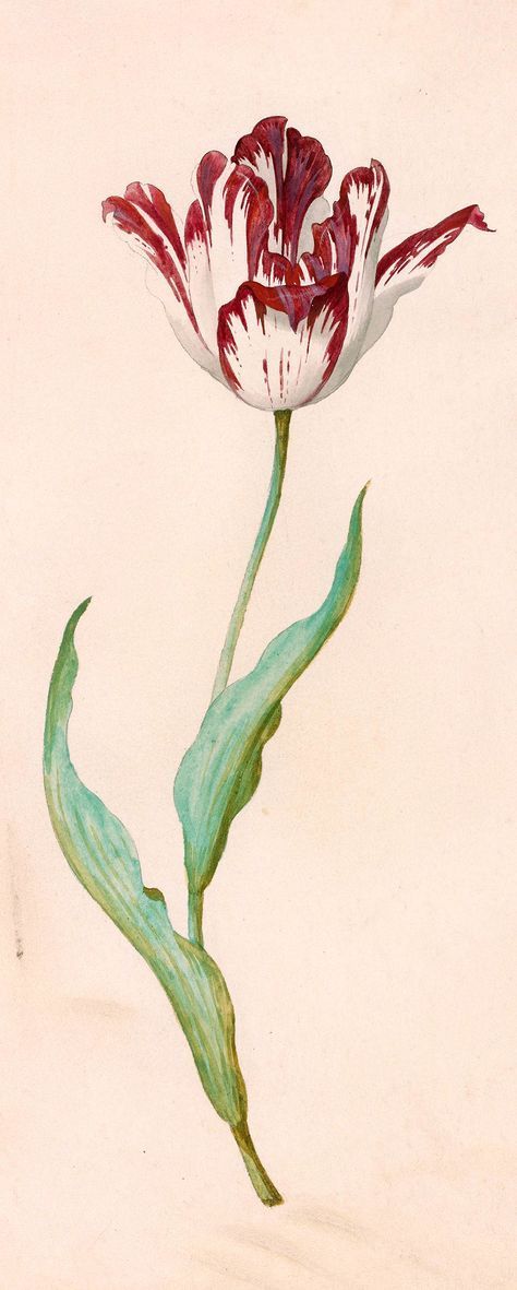 Jacob Marrel | 1613 or 14-1681 | Tulip with Two Leaves | The Morgan Library & Museum Judith Leyster, Botanical Tulip, Plants Drawings, Tulip Drawing, Tulip Painting, Tulips Art, Morgan Library, Botanical Illustration Vintage, The Morgan