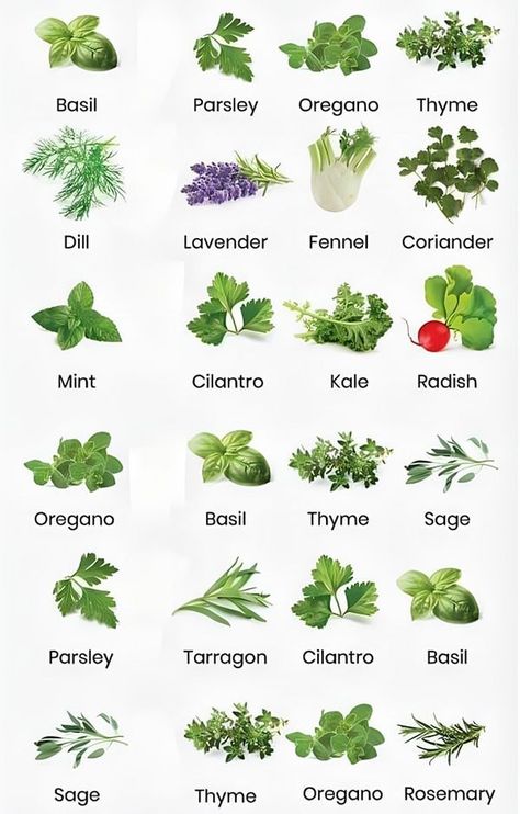 What Herbs Grow Well Together, Medicinal Herbs Garden, Herbs Garden, Kitchen Herbs, Planting Herbs, Medicinal Herbs, Better Together, Herb Garden, Garden Ideas