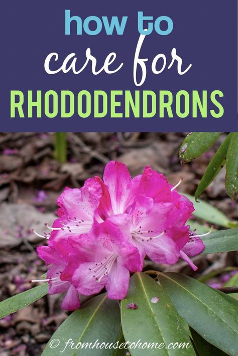 Rhododendron Care: How To Grow Beautiful Rhododendrons and Azaleas Rodadendren Bush, Bush Landscaping, Rhododendron Care, Rhododendron Flower, Rhododendron Plant, Small Room Diy, Shade Loving Shrubs, Azalea Bush, Plants Under Trees