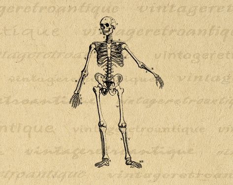 Skeleton Diagram Image Graphic Download Printable Digital Artwork Vintage Clip Art for Transfers Printing etc  #Printable #Digital #Image #Art #VintageRetroAntique #Clipart #Download #Vintage #Antique #Artwork #Illustration Skeleton Diagram, Medical Clip Art, Bat Images, Diagram Graphic, Bat Skeleton, Image Graphic, Throw Pillow Fabric, Halloween Clips, Vintage Clip Art