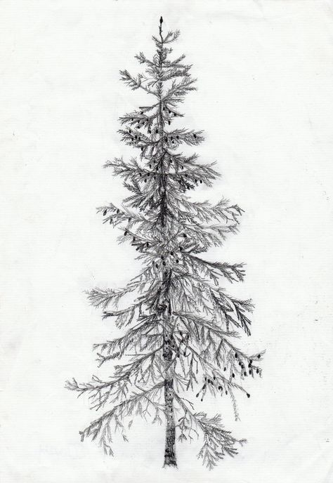 spruce Candle Drawing Pencil, Pencil Sketches Landscape, Blue Spruce Tree, Candle Drawing, Ancient Tattoo, Fantasy Tree, Tree Sketches, Spruce Tree, Drawing Clipart