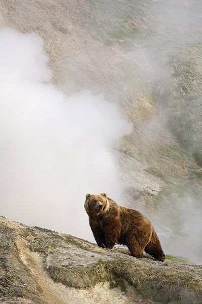 Credit: Igor Shpilenok/Barcroft Media A bear stands in front of a steaming geyser in the Valley of the Geysers of Kronotsky Zapovednik, Russ... Bear Standing, Grizzly Bears, Brown Bears, Wild Kingdom, Grizzly Bear, Wildlife Animals, Wild Things, Animal Planet, Amazing Animals