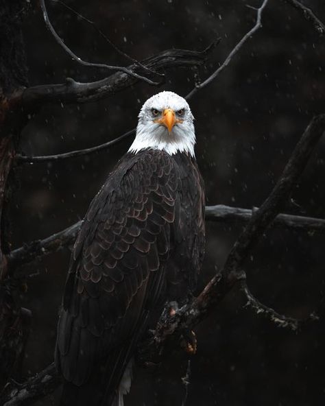 Eagles Nails, Eagle Aesthetic, Drawing Eagle, Bald Eagle Photography, Bald Eagle Pictures, Eagle Photography, Eagle Jewelry, Eagle Photo, Eagles Sweatshirt