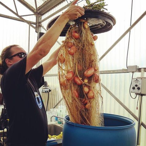 General Hydroponics on Instagram: “Custom Made Rain Forest Potato Setup (no they are not for sale) #hydropotato #growyourown #potato #generalhydroponics” Potato Hydroponics, Small Hydroponic Garden, Electroculture Diy, Hydroponic Potatoes, Diy Hydroponics System, Aeroponics Diy, Hydroponic Gardening Diy, Hydroponics Setup, Hydroponic Gardening System