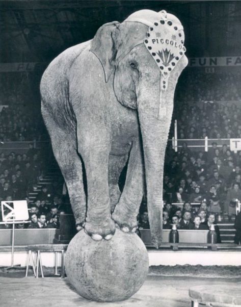 Piccolo the Elephant, Bertram Mills Circus, 1951, London.  Please, NEVER go to circus that uses performing animals. As cool as these old photos are, the reality for these poor animals is a horror and we should know better in this day and age. Please spread the word! Elephant Balancing On A Ball, Elephant On A Ball, Circus Ball, Vintage Circus Photos, Circus Pictures, Cirque Vintage, Old Circus, Circus Aesthetic, Pierrot Clown