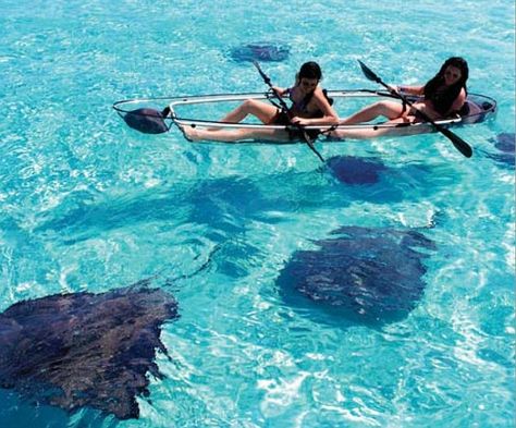 Great views: Paddlers can enjoy views of up to 75 feet below the surface of the water in the kayaks Florida Keys Road Trip, Travel Key West, Key West Vacations, Florida Adventures, Colombia Travel, Key West Florida, Florida Vacation, Kayaks, Future Travel