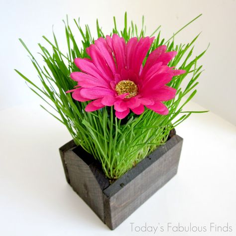 Wheat Grass Centerpiece, Gerbera Daisy Centerpiece, Grass Centerpieces, Golf Centerpieces, Daisy Centerpieces, Growing Wheat, Inexpensive Centerpieces, Grass Centerpiece, Golf Wedding