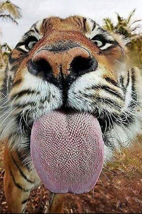 Tiger Tongue, Funny Tiger, Jaguar Animal, Random Humor, Tiger Pictures, To The Bone, Rare Animals, Wildlife Photos, Funniest Memes