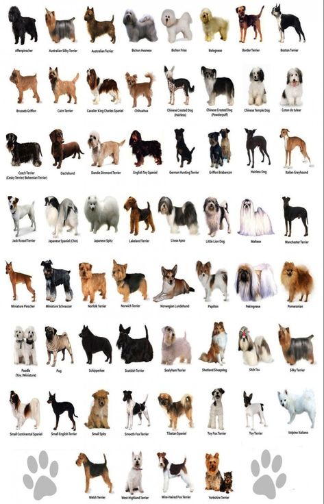 Small Dog Breeds Chart, Dog Breeds Chart, Different Breeds Of Dogs, Ras Anjing, Different Types Of Dogs, Dog Breeds List, Breeds Of Dogs, Psy I Szczenięta, Dogs Breeds