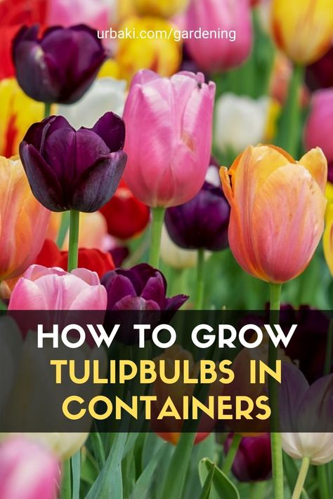 Tulips In Window Boxes, Planting Tulips In Containers, Tulip Container, Bulbs In Containers, When To Plant Tulips, Planting Tulip Bulbs, Growing Tulips, Planting Tulips, Bucket Gardening