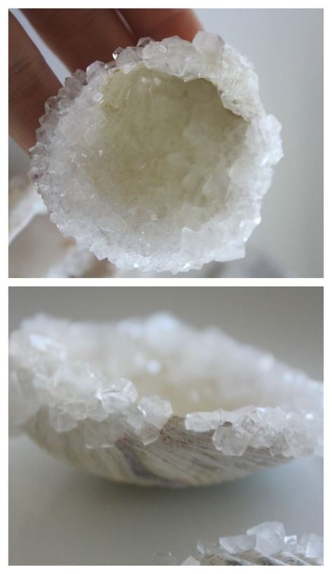 crystal shells ocean science activity Crystal Shells, Crystal Projects, Alum Crystals, Summer Science Experiments, Make Crystals, Crystal Growing, Borax Crystals, Crystal Seashells, Stem Projects For Kids