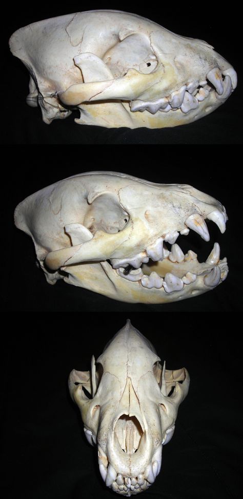 Hyena skull. The saggital crest across the top of the brain case is where jaw muscles attach. Hyena Skull Drawing, Hyena Skeleton, Hyena Anatomy, Hyena Skull, Jaw Muscles, Spotted Hyena, Skull Reference, Animal Skeletons, Vulture Culture