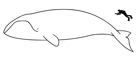 From Wikiwand: Bowhead Whale Drawing, Bowhead Whale, Baleen Whales, Whale Drawing, Alaska Art, Art In The Park, Whale Art, Whales, Drawing Ideas