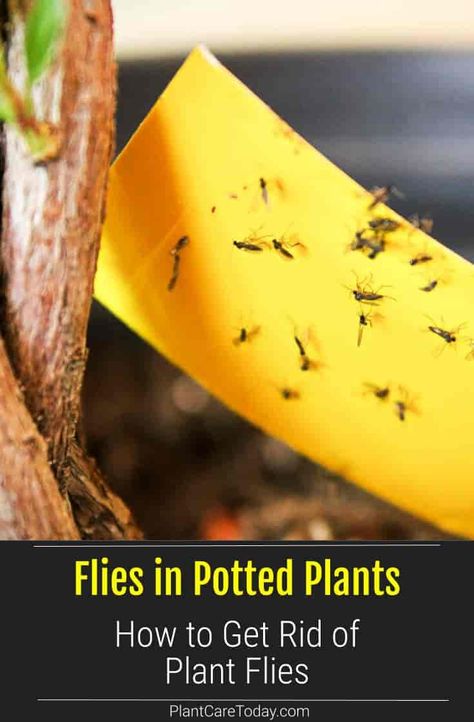 Do you want to get rid of flies in potted plants? The flies are a common problem for many houseplant owners. A small infestation of flies in your potted plants can be annoying and worrisome. The flies irritate but can also be damaging to your plants. At PlantCareToday we share tips on how to get rid of the potted plant flies. Fungus Gnats Get Rid Of, Fruit Fly Trap Diy, Fly Infestation, How To Get Rid Of Gnats, Fungus Gnats, Gardening Tricks, Get Rid Of Flies, Sustainable Gardening, Quails